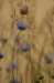 bew_dsc_3606_k