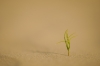 bew_dsc_3699_k