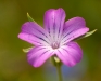 Veldbloem