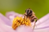 Bij