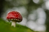 bew_dsc_4309_k