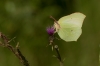 Citroenvlinder