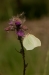 Citroenvlinder