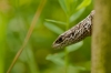 Levendebarende hagedis