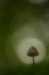 Paddestoel