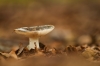 Glanzende Russula