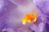 Krokus