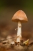 Paddestoel