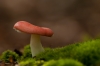 Braakrussula
