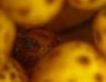 Bundelzwam