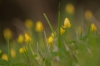 Bloem
