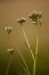 Pinksterbloem