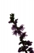 Heide