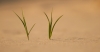 Hardnekkig gras