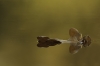 Herfstblad in water