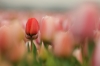 Tulpen