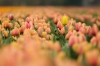 Tulpen