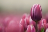 Tulpen