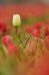 Tulpen