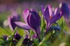 Krokus