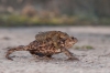 Pad