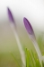 Krokus