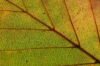 Herfstkleuren