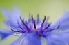 Korenbloem - Centaurea cyanus