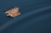 Blad te water