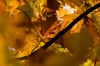 Herfstbladeren