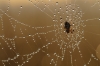 Spin in web