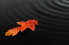Herfstblad in water